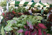 Caladium Festival & Car Show