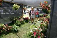 Caladium Festival & Car Show