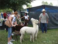 Caladium Festival & Car Show