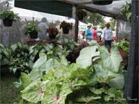 Caladium Festival & Car Show